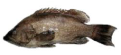 Mottled grouper